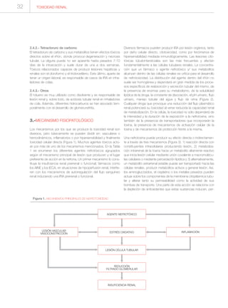 2.4.2.- Tetracloruro de carbono
El tetracloruro de carbono y sus metabolitos tienen efectos tóxicos
directos sobre el riñón, donde provoca degeneración y necrosis
tubular. La oliguria puede no ser aparente hasta pasados 7-10
días de la intoxicación y suele durar de una a dos semanas.
Tóxicos relacionados capaces de producir lesiones hepáticas y
renales son el cloroformo y el tricloroetileno. Este último, aparte de
tener un origen laboral, es responsable de casos de IRA en inha-
ladores de colas.
2.4.3.- Otros
El tolueno es muy utilizado como disolvente y es responsable de
lesión renal y, sobre todo, de acidosis tubular renal en inhaladores
de cola. Además, diferentes hidrocarburos se han asociado tem-
poralmente con el desarrollo de glomerunefritis.
3.-MECANISMO FISIOPATOLÓGICO
Los mecanismos por los que se produce la toxicidad renal son
diversos, pero básicamente se pueden dividir en: vasculares o
hemodinámicos, inflamatorios o por hipersensibilidad y finalmente
toxicidad celular directa (Figura 1). Muchos agentes tóxicos actú-
an por más de uno de los mecanismos mencionados. En la Tabla
1 se enumeran los diferentes agentes nefrotóxicos agrupados
según el mecanismo principal de lesión que producen y el lugar
preferente de acción en la nefrona. Un primer mecanismo lo cons-
tituye la insuficiencia renal prerrenal o funcional; fármacos como
los AINE y los IECA, en situaciones de hipoperfusión renal, interfie-
ren con los mecanismos de autorregulación del flujo sanguíneo
renal induciendo una IRA prerrenal o funcional.
Diversos fármacos pueden producir IRA por lesión orgánica, tanto
por daño celular directo, citotoxicidad, como por fenómenos de
hipersensibilidad mediada inmunológicamente. Las lesiones cito-
tóxicas túbulointersticiales son las más frecuentes y afectan
fundamentalmente a las células tubulares renales. La concentra-
ción que un fármaco o agente nefrotóxico y/ sus metabolitos
alcanzan dentro de las células renales es crítica para el desarrollo
de nefrotoxicidad. La distribución del agente dentro del riñón no
suele ser homogénea y dependerá en gran medida de los proce-
sos específicos de reabsorción y secreción tubular del mismo, de
la presencia de enzimas para su metabolismo, de la solubilidad
lipídica de la droga, la constante de disociación, el pH urinario, flujo
urinario, manejo tubular del agua y flujo de orina (Figura 2).
Cualquier droga que provoque una reducción del flujo plasmático
renal potenciará su toxicidad al verse reducida la capacidad renal
de metabolización. En la célula, la toxicidad no sólo dependerá de
la intensidad y la duración de la exposición a la nefrotoxina, sino
también de la presencia de transportadores que incorporarán la
toxina, la presencia de mecanismos de activación celular de la
toxina y de mecanismos de protección frente a la misma.
Una nefrotoxina puede producir su efecto directa o indirectamen-
te a través de tres mecanismos (Figura 3): 1) reacción directa con
constituyentes intracelulares produciendo lesión, 2) metaboliza-
ción intrarrenal de la toxina hacia un metabolito altamente reactivo
que inicia lesión celular mediante unión covalente a macromolécu-
las celulares o mediante peroxidación lipídica y 3) alternativamente,
un metabolito extrarrenal estable puede ser transportado hacia las
células renales, producir metabolitos activos y generar lesión. Así,
los aminoglucósidos, el cisplatino o los metales pesados pueden
actuar sobre los componentes de la membrana citoplásmica tubu-
lar y alterar tanto su permeabilidad como la actividad de sus
bombas de transporte. Una parte de esta acción se relaciona con
la depleción de antioxidantes que estas sustancias inducen, per-
Figura 1. MECANISMOS PRINCIPALES DE NEFROTOXICIDAD
AGENTE NEFROTÓXICO
LESIÓN VASCULAR
VASOCONSTRICCIÓN
INFLAMACIÓNESTRÉS OXIDATIVO
LESIÓN CÉLULA TUBULAR
REDUCCIÓN
FILTRADO GLOMERULAR
INSUFICIENCIA RENAL
TOXICIDAD RENAL32
 