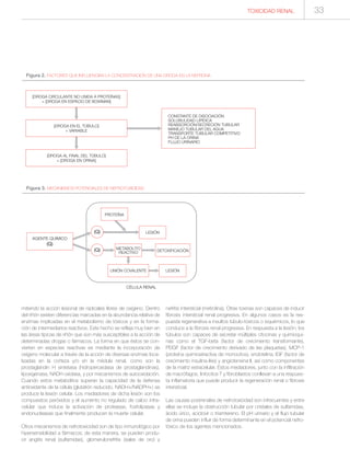 mitiendo la acción lesional de radicales libres de oxígeno. Dentro
del riñón existen diferencias marcadas en la abundancia relativa de
enzimas implicadas en el metabolismo de tóxicos y en la forma-
ción de intermediarios reactivos. Este hecho se refleja muy bien en
las áreas típicas de riñón que son más susceptibles a la acción de
determinadas drogas o fármacos. La forma en que éstos se con-
vierten en especies reactivas es mediante la incorporación de
oxígeno molecular a través de la acción de diversas enzimas loca-
lizadas en la corteza y/o en la médula renal, como son la
prostaglandin H sintetasa (hidroperoxidasa de prostaglandinas),
lipoxigenasa, NADH oxidasa, y por mecanismos de autooxidación.
Cuando estos metabolitos superan la capacidad de la defensa
antioxidante de la célula (glutatión reducido, NADH+/NADPH+) se
produce la lesión celular. Los mediadores de dicha lesión son los
compuestos peróxidos y el aumento no regulado de calcio intra-
celular que induce la activación de proteasas, fosfolipasas y
endonucleasas que finalmente producen la muerte celular.
Otros mecanismos de nefrotoxicidad son de tipo inmunológico por
hipersensibilidad a fármacos; de esta manera, se pueden produ-
cir angitis renal (sulfamidas), glomerulonefritis (sales de oro) y
nefritis intersticial (meticilina). Otras toxinas son capaces de inducir
fibrosis intersticial renal progresiva. En algunos casos es la res-
puesta regenerativa a insultos túbulo-tóxicos o isquémicos, lo que
conduce a la fibrosis renal progresiva. En respuesta a la lesión, los
túbulos son capaces de secretar múltiples citocinas y quimioqui-
nas como el TGF-beta (factor de crecimiento transformante),
PDGF (factor de crecimiento derivado de las plaquetas), MCP-1
(proteína quimioatractiva de monocitos), endotelina, IGF (factor de
crecimiento insulina-like) y angiotensina II, así como componentes
de la matriz extracelular. Estos mediadores, junto con la infiltración
de macrófagos, linfocitos T y fibroblastos conllevan a una respues-
ta inflamatoria que puede producir la regeneración renal o fibrosis
intersticial.
Las causas postrenales de nefrotoxicidad son infrecuentes y entre
ellas se incluye la obstrucción tubular por cristales de sulfamidas,
ácido úrico, aciclovir o triamtereno. El pH urinario y el flujo tubular
de orina pueden influir de forma determinante en el potencial nefro-
tóxico de los agentes mencionados.
Figura 2. FACTORES QUE INFLUENCIAN LA CONCENTRACIÓN DE UNA DROGA EN LA NEFRONA
CONSTANTE DE DISOCIACIÓN
SOLUBULIDAD LIPÍDICA
REABSORCIÓN/SECRECIÓN TUBULAR
MANEJO TUBULAR DEL AGUA
TRANSPORTE TUBULAR COMPETITIVO
PH DE LA ORINA
FLUJO URINARIO
[DROGA CIRCULANTE NO UNIDA A PROTEÍNAS]
= [DROGA EN ESPACIO DE BOWMAN]
[DROGA EN EL TÚBULO]
= VARIABLE
[DROGA AL FINAL DEL TÚBULO]
= [DROGA EN ORINA]
Figura 3. MECANISMOS POTENCIALES DE NEFROTOXICIDAD
CÉLULA RENAL
PROTEÍNA
LESIÓN
METABOLITO
REACTIVO DETOXIFICACIÓN
UNIÓN COVALENTE LESIÓN
(Q)
(Q)
AGENTE QUÍMICO
(Q)
TOXICIDAD RENAL 33
 