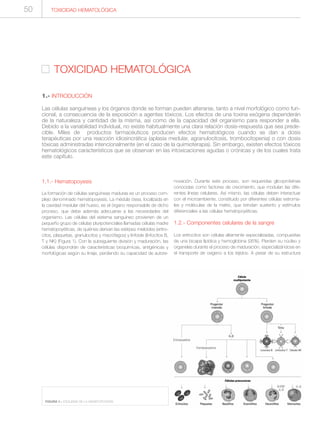 1.1.- Hematopoyesis
La formación de células sanguíneas maduras es un proceso com-
plejo denominado hematopoyesis. La médula ósea, localizada en
la cavidad medular del hueso, es el órgano responsable de dicho
proceso, que debe además adecuarse a las necesidades del
organismo. Las células del sistema sanguíneo provienen de un
pequeño grupo de células pluripotenciales llamadas células madre
hematopoyéticas, de quiénes derivan las estirpes mieloides (eritro-
citos, plaquetas, granulocitos y macrófagos) y linfoide (linfocitos B,
T y NK) (Figura 1). Con la subsiguiente división y maduración, las
células dispondrán de características bioquímicas, antigénicas y
morfológicas según su linaje, perdiendo su capacidad de autore-
novación. Durante este proceso, son requeridas glicoproteínas
conocidas como factores de crecimiento, que modulan las dife-
rentes líneas celulares. Así mismo, las células deben interactuar
con el microambiente, constituido por diferentes células estroma-
les y moléculas de la matriz, que brindan sustento y estímulos
diferenciales a las células hematopoyéticas.
1.2.- Componentes celulares de la sangre
Los eritrocitos son células altamente especializadas, compuestas
de una bicapa lipídica y hemoglobina (95%). Pierden su núcleo y
organelas durante el proceso de maduración, especializándose en
el transporte de oxígeno a los tejidos. A pesar de su estructura
TOXICIDAD HEMATOLÓGICA
1.- INTRODUCCIÓN
Las células sanguíneas y los órganos donde se forman pueden alterarse, tanto a nivel morfológico como fun-
cional, a consecuencia de la exposición a agentes tóxicos. Los efectos de una toxina exógena dependerán
de la naturaleza y cantidad de la misma, así como de la capacidad del organismo para responder a ella.
Debido a la variabilidad individual, no existe habitualmente una clara relación dosis-respuesta que sea prede-
cible. Miles de productos farmacéuticos producen efectos hematológicos cuando se dan a dosis
terapéuticas por una reacción idiosincrática (aplasia medular, agranulocitosis, trombocitopenia) o con dosis
tóxicas administradas intencionalmente (en el caso de la quimioterapia). Sin embargo, existen efectos tóxicos
hematológicos característicos que se observan en las intoxicaciones agudas o crónicas y de los cuales trata
este capítulo.
TOXICIDAD HEMATOLÓGICA50
FIGURA 1.- ESQUEMA DE LA HEMATOPOYESIS.
 