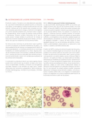3.- ALTERACIONES DE LA SERIE ERITROCÍTARIA
El eritrocito maduro o hematíe es una célula altamente especializa-
da, cuya misión fundamental es la captación de O2 y su transporte
a los tejidos. La hemoglobina constituye el 95% del peso seco del
eritrocito, mientras que el 5% restante está compuesto por enzi-
mas necesarias para producir energía y mantener la hemoglobina
en su forma reducida portadora de O2. No tiene núcleo ni organe-
las citoplasmáticas, siendo incapaz de sintetizar nuevas proteínas
o reproducirse. Tampoco contiene mitocondria, por lo que no
puede producir energía oxidativa; la producción de energía se
basa en la conversión anaerobia de glucosa en lactato, y en la oxi-
dación de la glucosa mediante la vía de la pentosa fosfato.
Su forma de disco bicóncavo le permite tener mayor superficie,
con el fin de asegurar una eficiente transferencia de gases, y su
deformabilidad le permite optimizar sus desplazamientos dentro de
la microvascularización. La membrana del eritrocito es una bicapa
fosfolipídica con proteínas globulares en su interior. Algunas proteí-
nas de membrana actúan como bombas o canales de intercambio
iónico, mientras que otras son esenciales para mantener la estruc-
tura normal del hematíe o sirven como anclaje para la adhesión de
las proteínas del citoesqueleto.
A continuación se describe el efecto que ciertos agentes tóxicos
pueden tener sobre la serie roja circulante, en base a dos meca-
nismos fundamentales: hemólisis y formación de hemoglobinas
anormales. Respecto a las hemólisis de origen tóxico, pueden
diferenciarse tres mecanismos patogenéticos: déficit de glucosa-
6-fosfato deshidrogenasa, hemólisis inmunomediada y hemólisis
no inmune.
3.1.- Hemólisis
3.1.1.- Déficit de glucosa-6-fosfato deshidrogenasa
La glucosa-6-fosfato deshidrogenasa (G6PD) es la enzima que
cataliza el primer paso de la vía de la pentosa fosfato, en el que
NADP+ es reducido a NADPH, siendo este sustrato necesario para
mantener el aporte de glutation reducido que proporciona al eritro-
cito la principal defensa frente a la oxidación. En presencia de
agentes o sustancias químicas oxidantes potentes, el suministro
de glutation se agota y se produce una agresión por grupos libres
sulfhidrilo. La hemoglobina y otros elementos celulares pueden ser
desnaturalizados, precipitando en el interior del eritrocito en forma
de agregados insolubles o cuerpos de Heinz (Figura 3). Estos
agregados lesionan a su vez la membrana del eritrocito, compro-
meten su deformabilidad y desencadenan su destrucción a nivel
hepático o esplénico (hemólisis extravascular).
El déficit de G6PD constituye la eritroenzimopatía más frecuente y
es un trastorno hereditario ligado al cromosoma X. Es por ello que
el déficit en los varones suele ser más severo que en las mujeres.
El déficit de esta enzima es asintomático salvo cuando se produ-
ce la exposición a un estrés oxidativo, ya sea un fármaco (Tabla 2),
infección o la ingesta de habas, que desencadena la hemólisis.
Clínicamente se manifiesta por la aparición brusca, durante las pri-
meras 24-72 horas de exposición al agente tóxico, de una anemia
hemolítica intensa acompañada de ictericia, orinas oscuras (hemo-
globinuria), cefalea y/o dolor lumbar. Analíticamente destaca el
descenso de la hemoglobina con parámetros biológicos de hemó-
lisis. En una extensión de sangre periférica pueden observarse
alteraciones morfológicas típicas del daño oxidativo, como los eri-
trocitos “mordidos” (bitted-cells) o con imágenes “en sacabocados”
(Figura 4). El diagnóstico se confirma mediante la determinación de
la actividad enzimática a partir del hemolizado.
FIGURA 3. CUERPOS DE HEINZ: SE OBSERVAN MÚLTIPLES INCLUSIONES ERITROCI-
TARIAS GLOBULOSAS, CONSTITUIDAS POR PRECIPITACIÓN DE UNA HEMOGLOBINA
ESTRUCTURALMENTE ANORMAL (TINCIÓN CON AZUL DE CRESIL BRILLANTE).
CORTESÍA DEL DR. JL. VIVES CORRONS.
FIGURA 4. ERITROCITOS “MORDIDOS” (BITTED CELLS) EN UNA EXTENSIÓN DE
SANGRE PERIFÉRICA DE UN PACIENTE CON DÉFICIT DE G6PD Y HEMÓLISIS.
CORTESÍA DEL DR. JL. VIVES CORRONS.
TOXICIDAD HEMATOLÓGICA 53
 