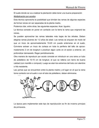 Manual de Vivero
Página 71
El suelo donde se va a realizar la plantación debe tener una buena preparación
Multiplicación por acodos
Esta técnica aprovecha la posibilidad que brindan las ramas de algunas especies
de formar raíces sin ser separadas de la planta madre.
Podemos citar, entre otras, las siguientes especies: Acer, ligustro.
La técnica consiste en poner en contacto con la tierra la rama que originará las
raíces.
Se pueden aprovechar las ramas laterales más bajas de los árboles. Deben
elegirse ramas jóvenes de 1-2 años de edad. Las ramas se arquean de modo tal
que un trozo de aproximadamente 10-20 cm puede enterrarse en el suelo.
Conviene extraer un trozo de corteza en toda la periferia del tallo de aproxi-
madamente 2 cm de longitud o practicar algún corte en el sector a enterrar, sin
profundizar demasiado. Regar periódicamente.
Otra manera de reproducir por acodo consiste en introducir en una rama un tubo
de polietileno de 10-15 cm de longitud, el que se rellena con tierra de buena
calidad (con mantillo o compost). Luego se atan los extremos del tubo con alambre
o hilo resistente.
Las yemas que se encuentran entre la planta madre y el lugar en el que la rama
toma contacto con el suelo o con el tubo de polietileno, deben eliminarse.
La época para implementar este tipo de reproducción es fin de invierno principio
de primavera.
 