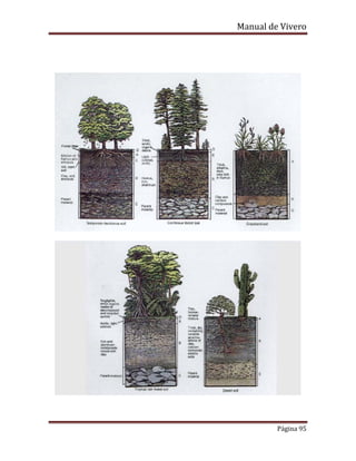 Manual de Vivero
Página 95
 
