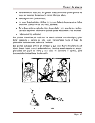 Manual de Vivero
Página 97
• Tener el tamaño adecuado. En general es recomendable que las plantas de
todas las especies tengan por lo menos 30 cm de altura.
• Tallos lignificados (endurecidos).
• No tener defectos (tallos débiles y/o torcidos, falta de la yema apical, tallos
bifurcados cuando son de tallo único, etcétera).
• Tener buen sistema radicular, bien desarrollado y con abundantes raicillas.
Esto sólo se puede observar en plantas que se trasplantan a raíz desnuda.
• Haber adquirido rusticidad.
Las plantas producidas por la técnica de siembra directa o en almácigos y pos-
terior trasplante a cancha de cría, serán transportadas hasta el lugar de
plantación, en los envases en los que crecieron.
Las plantas cultivadas primero en almacigo y que luego fueron trasplantadas al
vivero de cría, habrá que extraerlas del vivero de cría y acondicionarlas en atados,
protegidas con papel de diario y una bolsa de polietileno o arpillera, para
transportarlas hasta el lugar de plantación.
 