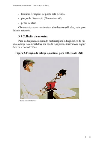 39
Manual de Diagnóstico Laboratorial da Raiva
• tesouras cirúrgicas de ponta reta e curva;
• pinças de dissecação (“dente de rato”);
• pedra de afiar.
Observação: as serras elétricas são desaconselhadas, pois pro-
duzem aerossóis.
3.3 Colheita da amostra
Para a adequada colheita do material para o diagnóstico da rai-
va, a cabeça do animal deve ser fixada e os passos ilustrados a seguir
devem ser obedecidos.
Figura 2. Fixação da cabeça do animal para colheita do SNC
Fonte: Instituto Pasteur
 