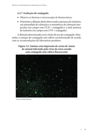 59
Manual de Diagnóstico Laboratorial da Raiva
4.2.7 Avaliação do conjugado
• Observe as lâminas à microscopia de fluorescência.
• Determineadiluiçãoideal,observandoapresençadeinclusões,
sua intensidade de coloração e a inexistência de coloração ines-
pecífica (no campo com CCN + conjugado) e a total ausência
de inclusões (no campo com CVS + conjugado).
A diluição determinada será o título de uso do conjugado. Man-
tenha o estoque do conjugado anti-rábico acondicionado de acordo
com as recomendações do laboratório produtor.
Figura 14. Lâmina com impressão de corno de Amon
de animal infectado pelo vírus da raiva corado
com conjugado anti-rábico fluorescente
Fonte: Instituto Pasteur
 