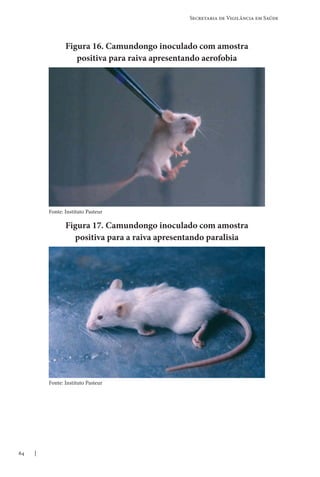 64
Secretaria de Vigilância em Saúde
Figura 16. Camundongo inoculado com amostra
positiva para raiva apresentando aerofobia
Figura 17. Camundongo inoculado com amostra
positiva para a raiva apresentando paralisia
Fonte: Instituto Pasteur
Fonte: Instituto Pasteur
 