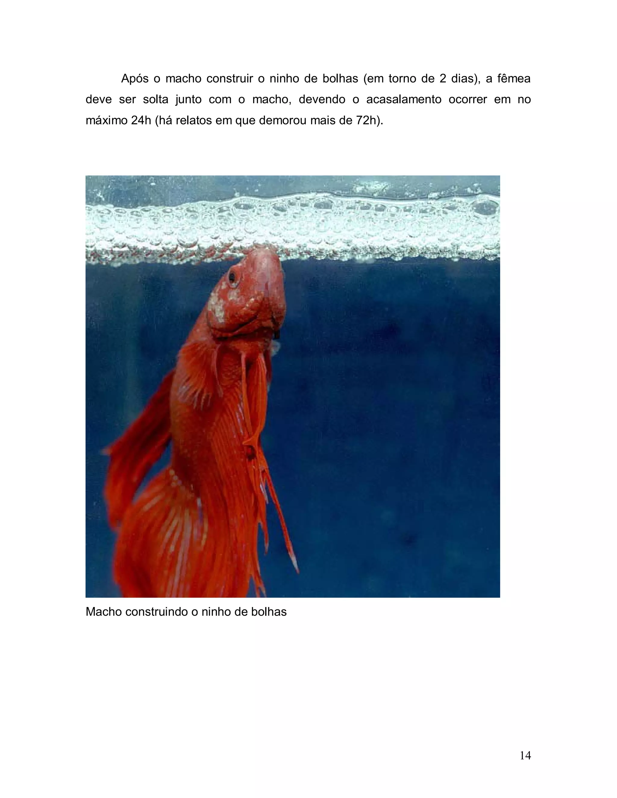 Após o macho construir o ninho de bolhas (em torno de 2 dias), a fêmea
deve ser solta junto com o macho, devendo o acasalamento ocorrer em no
máximo 24h (há relatos em que demorou mais de 72h).




Macho construindo o ninho de bolhas




                                                                          14
 