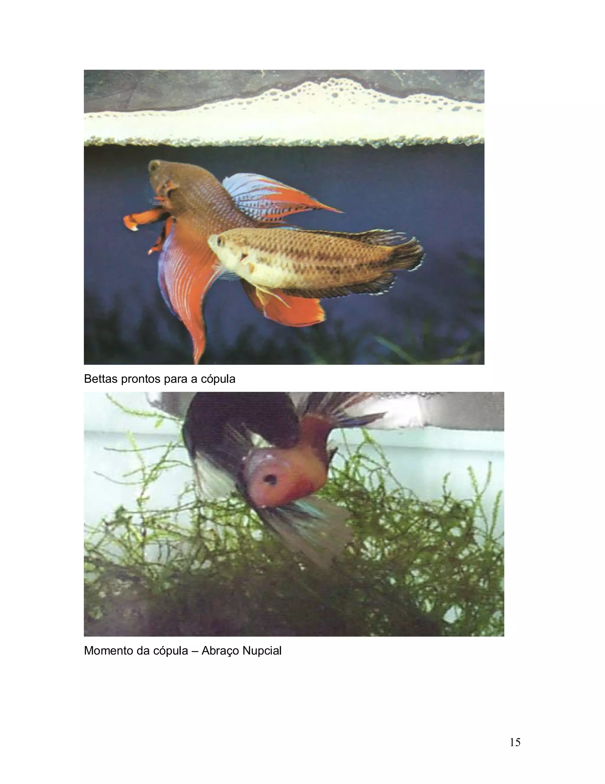 Bettas prontos para a cópula




Momento da cópula – Abraço Nupcial




                                     15
 