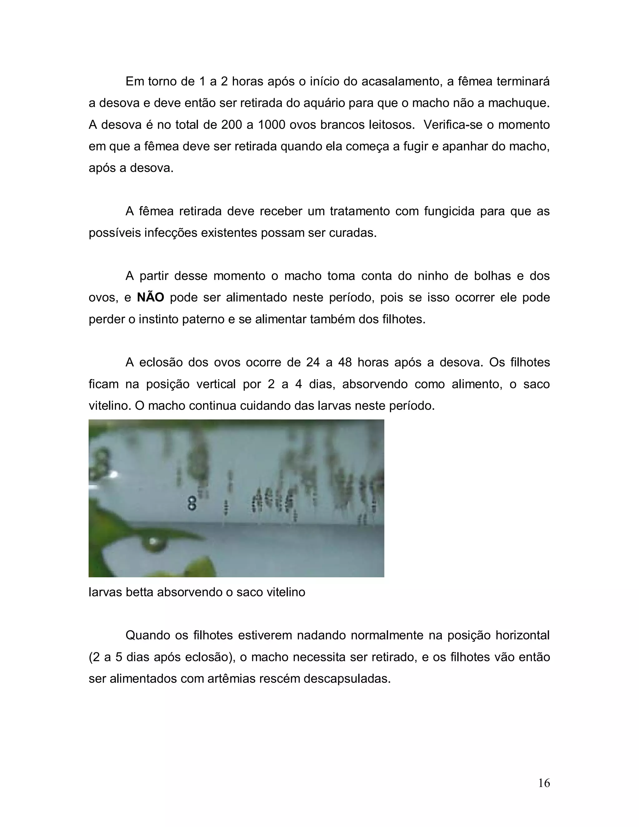 Em torno de 1 a 2 horas após o início do acasalamento, a fêmea terminará
a desova e deve então ser retirada do aquário para que o macho não a machuque.
A desova é no total de 200 a 1000 ovos brancos leitosos. Verifica-se o momento
em que a fêmea deve ser retirada quando ela começa a fugir e apanhar do macho,
após a desova.


      A fêmea retirada deve receber um tratamento com fungicida para que as
possíveis infecções existentes possam ser curadas.


      A partir desse momento o macho toma conta do ninho de bolhas e dos
ovos, e NÃO pode ser alimentado neste período, pois se isso ocorrer ele pode
perder o instinto paterno e se alimentar também dos filhotes.


      A eclosão dos ovos ocorre de 24 a 48 horas após a desova. Os filhotes
ficam na posição vertical por 2 a 4 dias, absorvendo como alimento, o saco
vitelino. O macho continua cuidando das larvas neste período.




larvas betta absorvendo o saco vitelino


      Quando os filhotes estiverem nadando normalmente na posição horizontal
(2 a 5 dias após eclosão), o macho necessita ser retirado, e os filhotes vão então
ser alimentados com artêmias rescém descapsuladas.




                                                                               16
 