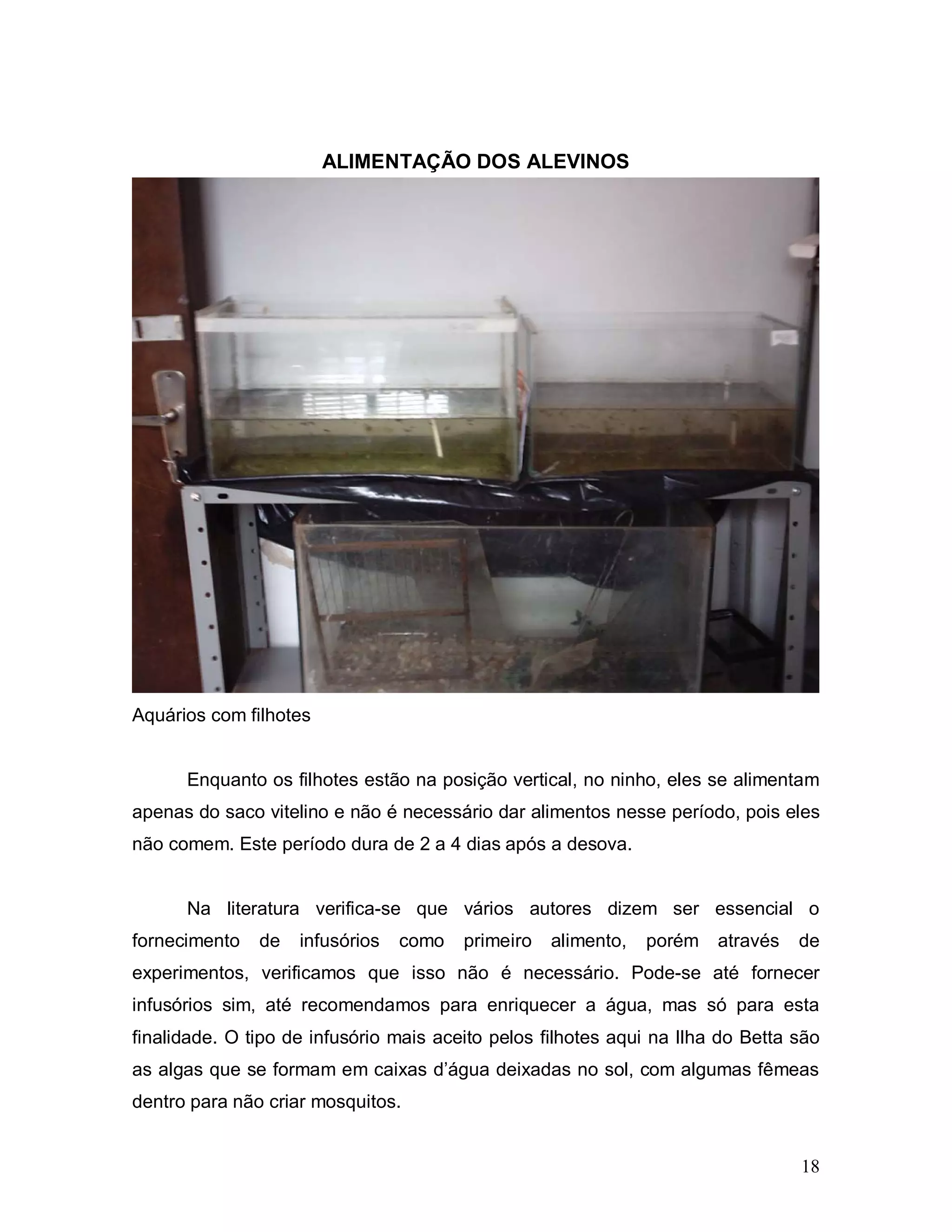 ALIMENTAÇÃO DOS ALEVINOS




Aquários com filhotes


      Enquanto os filhotes estão na posição vertical, no ninho, eles se alimentam
apenas do saco vitelino e não é necessário dar alimentos nesse período, pois eles
não comem. Este período dura de 2 a 4 dias após a desova.


      Na literatura verifica-se que vários autores dizem ser essencial o
fornecimento   de   infusórios   como   primeiro   alimento,   porém   através   de
experimentos, verificamos que isso não é necessário. Pode-se até fornecer
infusórios sim, até recomendamos para enriquecer a água, mas só para esta
finalidade. O tipo de infusório mais aceito pelos filhotes aqui na Ilha do Betta são
as algas que se formam em caixas d’água deixadas no sol, com algumas fêmeas
dentro para não criar mosquitos.


                                                                                 18
 