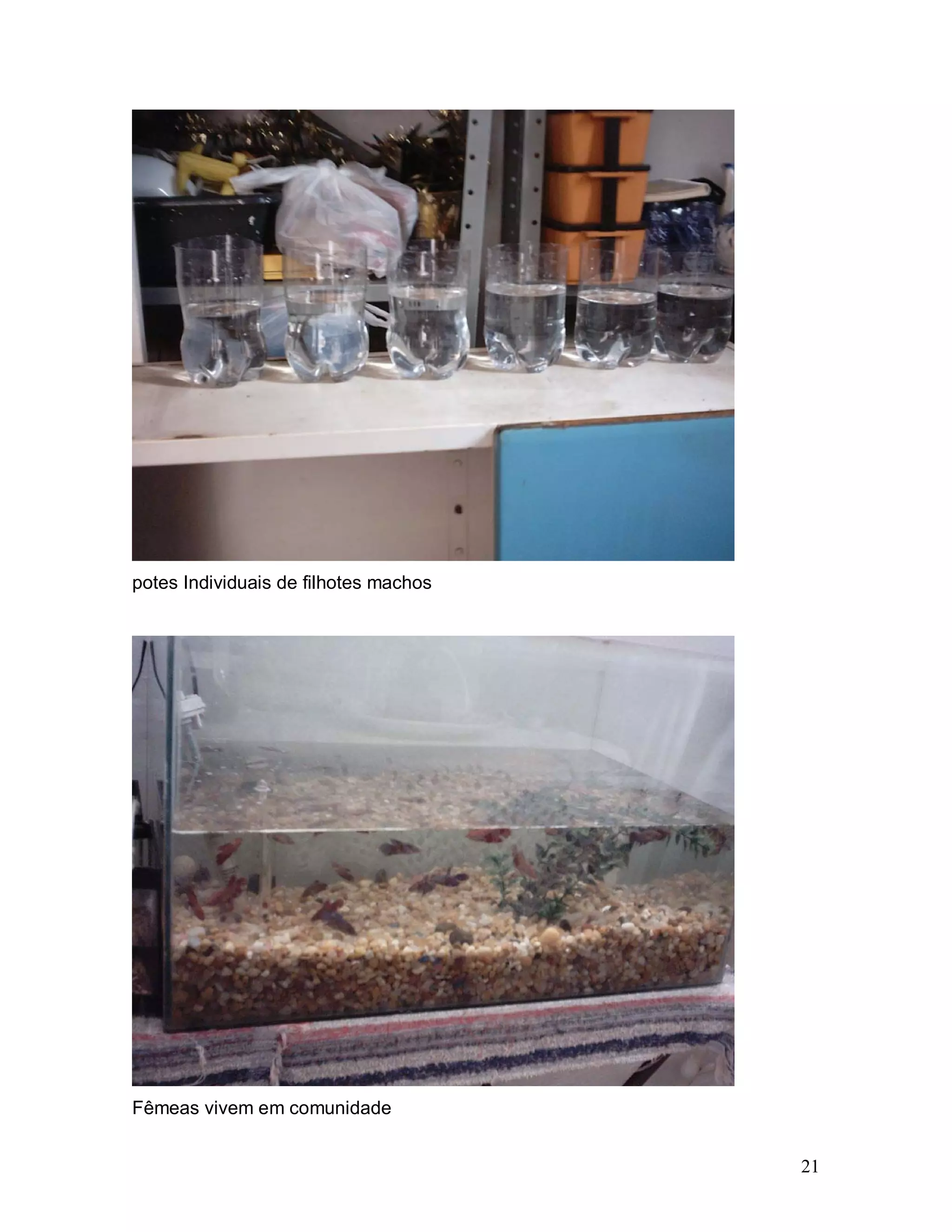 potes Individuais de filhotes machos




Fêmeas vivem em comunidade


                                       21
 