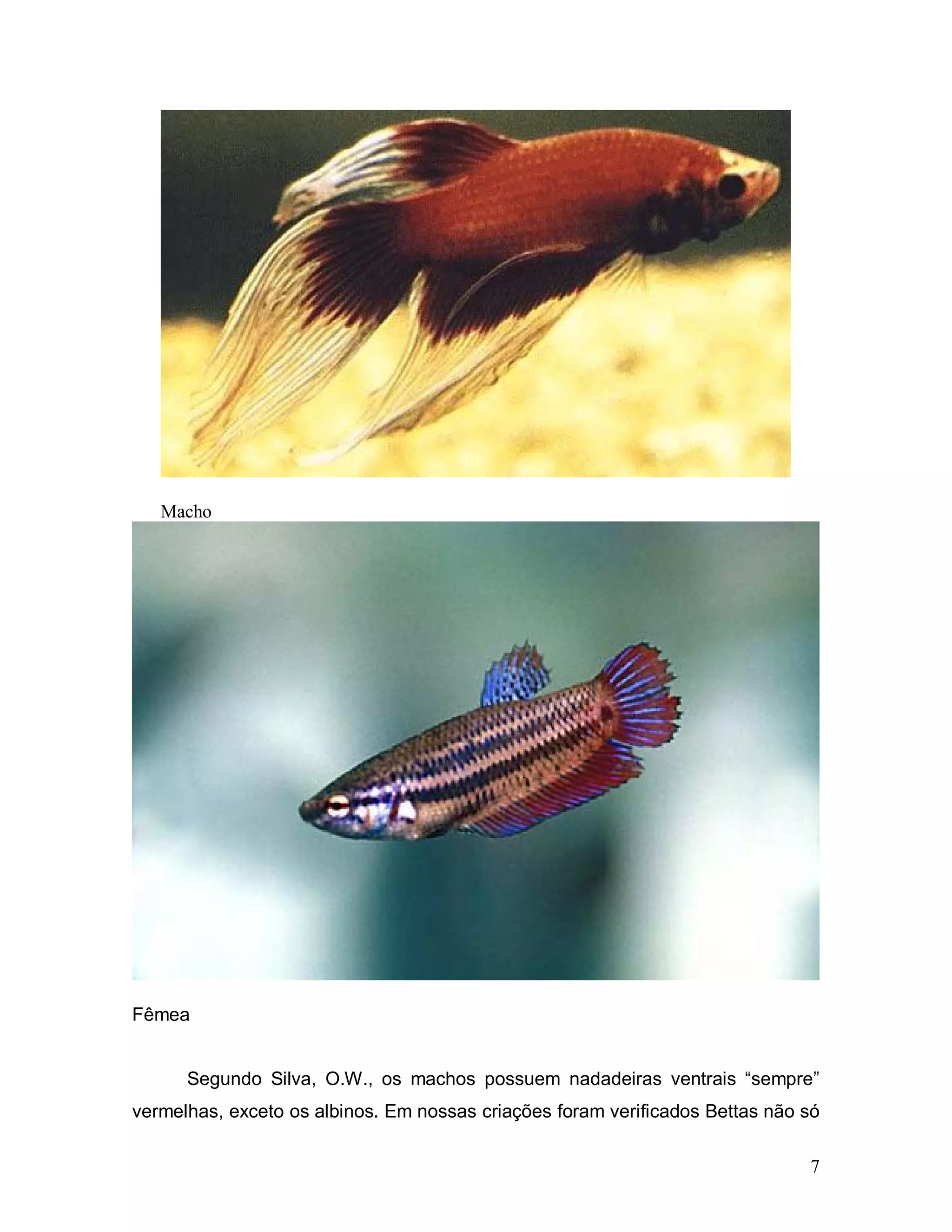 Macho




Fêmea


      Segundo Silva, O.W., os machos possuem nadadeiras ventrais “sempre”
vermelhas, exceto os albinos. Em nossas criações foram verificados Bettas não só

                                                                              7
 