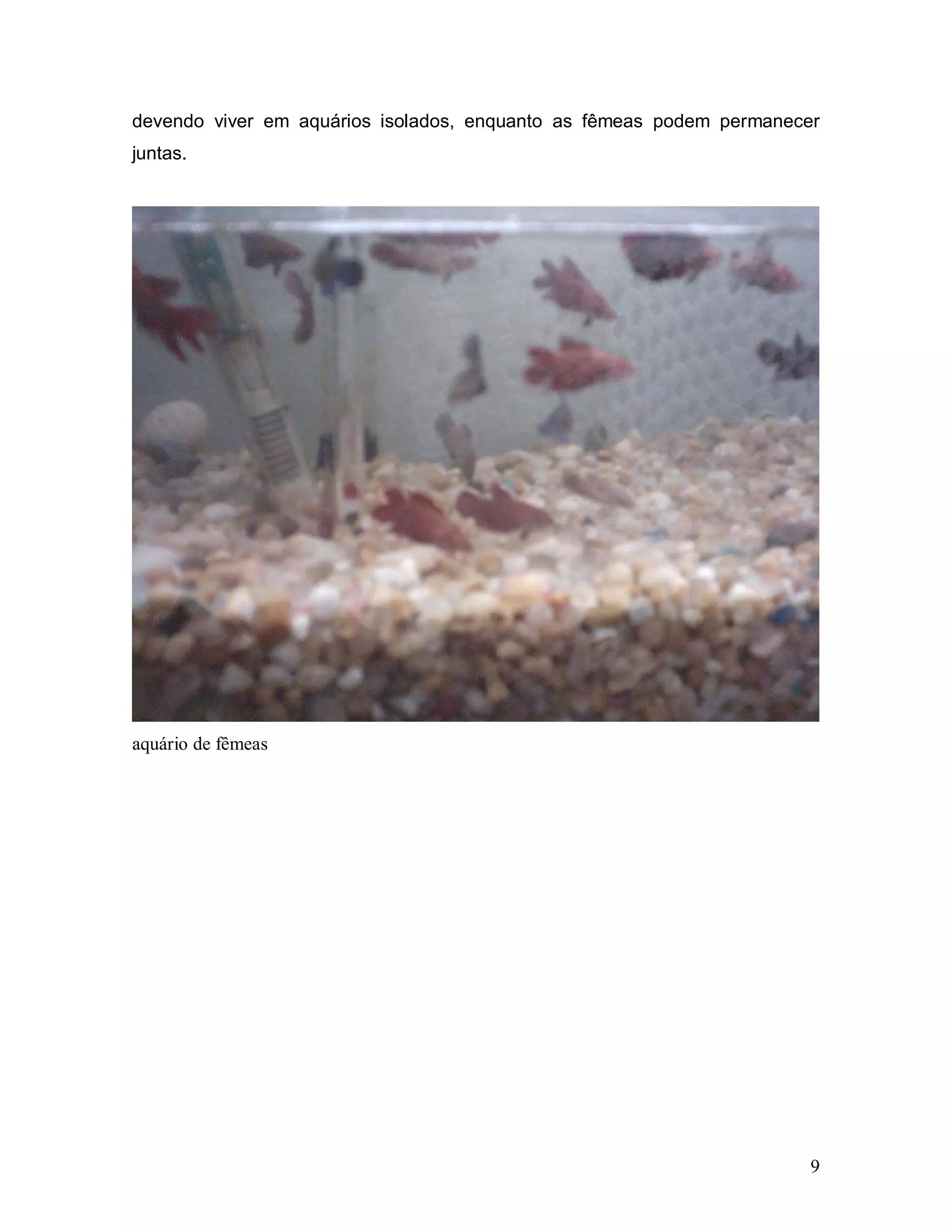 devendo viver em aquários isolados, enquanto as fêmeas podem permanecer
juntas.




aquário de fêmeas




                                                                      9
 