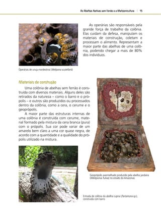 As Abelhas Nativas sem Ferrão e a Meliponicultura 15
Materiais de construção
Uma colônia de abelhas sem ferrão é cons-
truída com diversos materiais. Alguns deles são
retirados da natureza – como o barro e o pró-
polis – e outros são produzidos ou processados
dentro da colônia, como a cera, o cerume e o
geoprópolis.
A maior parte das estruturas internas de
uma colônia é construída com cerume, mate-
rial formado pela mistura da cera branca (pura)
com o própolis. Sua cor pode variar de um
amarelo bem claro a uma cor quase negra, de
acordo com a quantidade e a qualidade do pró-
polis utilizado na mistura.
As operárias são responsáveis pela
grande força de trabalho da colônia.
Elas cuidam da defesa, manipulam os
materiais de construção, coletam e
processam o alimento. Representam a
maior parte das abelhas de uma colô-
nia, podendo chegar a mais de 80%
dos indivíduos.
Geoprópolis avermelhado produzido pela abelha jandaíra
(Melipona fulva) no estado do Amazonas
Entrada de colônia da abelha cupira (Partamona sp.),
construída com barro
Operárias de uruçu-nordestina (Melipona scutellaris)
 