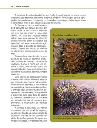 Manual Tecnológico18
A estrutura do ninho das abelhas sem ferrão é constituída de cerume e possui
características diferentes conforme a espécie. Pode ser formada por células agru-
padas, formando favos horizontais, ou em cachos, quando as células são esparsas
e conectadas entre si por pequenos pilares de cerume.
Células de cria agrupadas em favos
Os favos e os cachos são formados
pelo conjunto das células de cria. Em
cada célula de cria a rainha deposita
um ovo que dá origem a uma nova
abelha. Os ovos são alojados nessas
células com uma porção de alimento
(mistura de mel, pólen e secreções das
operárias) suﬁciente para a alimentação
durante todo o período de desenvolvi-
mento. Depois de nascer, as abelhas
se alimentam predominantemente de
mel.
Para auxiliar a manutenção da tem-
peratura do ninho, as operárias produ-
zem lâminas de cerume, chamadas de
invólucro. Como o nome diz, ele en-
volve o ninho, funcionando como um
tipo de cobertor. Essas lâminas também
auxiliam o trânsito das abelhas ao redor
do ninho.
Uma colônia de abelhas sem ferrão
é conectada com o ambiente exterior
por meio de uma “porta” de entrada.
Diversamente associada a mecanismos
de proteção e orientação das abelhas,
a entrada pode ser construída com ge-
oprópolis, barro ou cera. Sua aparência
é especíﬁca para cada tipo de abelha
e, portanto, apresenta-se na natureza
em variadas formas, diretamente pro-
porcionais à diversidade de espécies
existentes.
A entrada é conectada ao interior
da colônia por um túnel de ingresso,
geralmente ligado ao ninho através do
invólucro. Trata-se de um corredor re-
pleto de abelhas guarda. Se algum ini-
migo natural (pág. 57) conseguir passar
Organização das células de cria
Células de cria unidas por pilares formando um “cacho” –
típicas de espécies do gênero Frieseomelitta
 