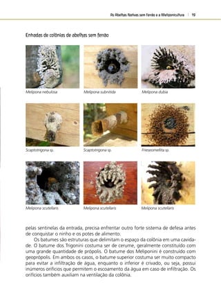 As Abelhas Nativas sem Ferrão e a Meliponicultura 19
pelas sentinelas da entrada, precisa enfrentar outro forte sistema de defesa antes
de conquistar o ninho e os potes de alimento.
Os batumes são estruturas que delimitam o espaço da colônia em uma cavida-
de. O batume dos Trigonini costuma ser de cerume, geralmente constituído com
uma grande quantidade de própolis. O batume dos Meliponini é construído com
geoprópolis. Em ambos os casos, o batume superior costuma ser muito compacto
para evitar a inﬁltração de água, enquanto o inferior é crivado, ou seja, possui
inúmeros orifícios que permitem o escoamento da água em caso de inﬁltração. Os
orifícios também auxiliam na ventilação da colônia.
Entradas de colônias de abelhas sem ferrão
Melipona nebulosa Melipona subnitida Melipona dubia
Scaptotrigona sp. Scaptotrigona sp. Frieseomellita sp.
Melipona scutellaris Melipona scutellaris Melipona scutellaris
 