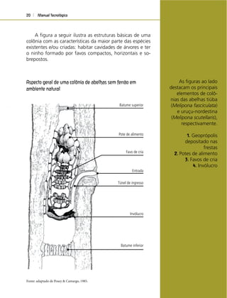 Manual Tecnológico20
A ﬁgura a seguir ilustra as estruturas básicas de uma
colônia com as características da maior parte das espécies
existentes e/ou criadas: habitar cavidades de árvores e ter
o ninho formado por favos compactos, horizontais e so-
brepostos.
As ﬁguras ao lado
destacam os principais
elementos de colô-
nias das abelhas tiúba
(Melipona fasciculata)
e uruçu-nordestina
(Melipona scutellaris),
respectivamente.
1. Geoprópolis
depositado nas
frestas
2. Potes de alimento
3. Favos de cria
4. Invólucro
Aspecto geral de uma colônia de abelhas sem ferrão em
ambiente natural
Fonte: adaptado de Posey & Camargo, 1985.
Batume superior
Entrada
Túnel de ingresso
Batume inferior
Pote de alimento
Invólucro
Favo de cria
 