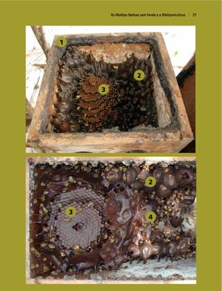 As Abelhas Nativas sem Ferrão e a Meliponicultura 21
1
2
3
2
4
3
 