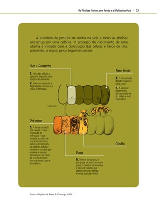 As Abelhas Nativas sem Ferrão e a Meliponicultura 23
Célula vazia
Fase larval
Pré-pupa
Pupa
Adulto
Ovo + Alimento
A atividade de postura da rainha dá vida a todas as abelhas
existentes em uma colônia. O processo de nascimento de uma
abelha é iniciado com a construção das células e favos de cria,
passando, a seguir, pelos seguintes passos:
1. Em cada célula, a
operária deposita uma
porção de alimento.
2. Sobre o alimento é
depositado um ovo e a
célula é fechada.
3. O ovo eclode
dando origem a
uma larva.
4.A larva se
desenvolve,
alimentando-se
do pólen e mel
estocados.
5.A larva constrói
um casulo – fase
chamada de
pré-pupa – que
reveste a célula de
cria internamente.
Depois de formado,
as abelhas adultas
retiram o cerume que
envolve o casulo.
Nessa fase, os favos
de cria ﬁcam com
um tom mais claro e
amarelado.
6. Dentro do casulo, a
pré-pupa se transforma em
pupa, a qual se desenvolve
e vira um adulto, que
depois de certo tempo
emerge (sai da célula).
Fonte: adaptado de Posey & Camargo, 1985.
 