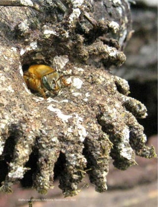 26
Abelha uruçu-amarela (Melipona ﬂavolineata) – Pará
 
