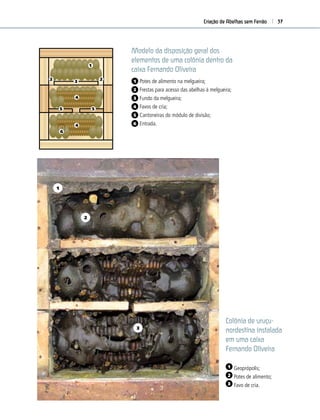 Criação de Abelhas sem Ferrão 37
Potes de alimento
na melgueira
Discos de cria
Entrada
Cantoneiras do
módulo de divisão
Frestas para acesso
das abelhas
à melgueira
Fundo da
melgueira
1
1
2 2
2
3
3
4
4
4
6
6
5 5
5
Modelo da disposição geral dos
elementos de uma colônia dentro da
caixa Fernando Oliveira
1 Potes de alimento na melgueira;
2 Frestas para acesso das abelhas à melgueira;
3 Fundo da melgueira;
4 Favos de cria;
5 Cantoneiras do módulo de divisão;
6 Entrada.
1
2
3
Colônia de uruçu-
nordestina instalada
em uma caixa
Fernando Oliveira
1 Geoprópolis;
2 Potes de alimento;
3 Favo de cria.
 