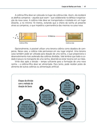 Criação de Abelhas sem Ferrão 47
Colocar a caixa
nova no lugar
da colônia mãe
para receber as
campeiras
Vinte
dias após
a divisão,
alimentar a
nova colônia
A colônia-ﬁlha deve ser colocada no lugar da colônia-mãe. Assim, ela receberá
as abelhas campeiras – aquelas que voam – que colaborarão na defesa e organiza-
ção da nova caixa. A colônia mãe deve ser transportada e instalada em um lugar
distante, a no mínimo 10 metros, evitando que o cheiro da rainha ali presente
atraia as campeiras, o que impediria a permanência das mesmas na caixa nova.
Opcionalmente, é possível utilizar uma terceira colônia como doadora de cam-
peiras. Nesse caso, a colônia mãe permanece em seu lugar original. Uma terceira
caixa também pode ser utilizada para doação de uma rainha, o que proporciona o
desenvolvimento mais acelerado das colônias divididas. Vale lembrar que todo o cui-
dado é pouco no transporte de uma rainha, devendo-se evitar tocá-la com as mãos.
Vinte dias após a divisão – tempo suﬁciente para a formação de uma nova
rainha – a colônia-ﬁlha deve ser alimentada. Para tanto, pode receber potes de
alimento de outras colônias ou alimentação artiﬁcial.
Transferir de 2
a 4 favos de cria
madura da colônia-
mãe para uma caixa
nova
Etapas da divisão
com o método de
doação de favos
Colônia-mãeColônia-filha
10 Metros
Transportar a
colônia-mãe
para um lugar
distante
1
2
3
4
 