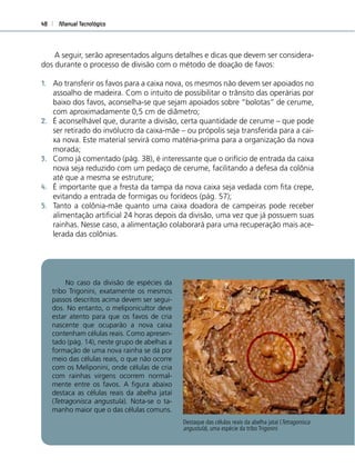 Manual Tecnológico48
Destaque das células reais da abelha jataí (Tetragonisca
angustula), uma espécie da tribo Trigonini
A seguir, serão apresentados alguns detalhes e dicas que devem ser considera-
dos durante o processo de divisão com o método de doação de favos:
1. Ao transferir os favos para a caixa nova, os mesmos não devem ser apoiados no
assoalho de madeira. Com o intuito de possibilitar o trânsito das operárias por
baixo dos favos, aconselha-se que sejam apoiados sobre “bolotas” de cerume,
com aproximadamente 0,5 cm de diâmetro;
2. É aconselhável que, durante a divisão, certa quantidade de cerume – que pode
ser retirado do invólucro da caixa-mãe – ou própolis seja transferida para a cai-
xa nova. Este material servirá como matéria-prima para a organização da nova
morada;
3. Como já comentado (pág. 38), é interessante que o orifício de entrada da caixa
nova seja reduzido com um pedaço de cerume, facilitando a defesa da colônia
até que a mesma se estruture;
4. É importante que a fresta da tampa da nova caixa seja vedada com ﬁta crepe,
evitando a entrada de formigas ou forídeos (pág. 57);
5. Tanto a colônia-mãe quanto uma caixa doadora de campeiras pode receber
alimentação artiﬁcial 24 horas depois da divisão, uma vez que já possuem suas
rainhas. Nesse caso, a alimentação colaborará para uma recuperação mais ace-
lerada das colônias.
No caso da divisão de espécies da
tribo Trigonini, exatamente os mesmos
passos descritos acima devem ser segui-
dos. No entanto, o meliponicultor deve
estar atento para que os favos de cria
nascente que ocuparão a nova caixa
contenham células reais. Como apresen-
tado (pág. 14), neste grupo de abelhas a
formação de uma nova rainha se dá por
meio das células reais, o que não ocorre
com os Meliponini, onde células de cria
com rainhas virgens ocorrem normal-
mente entre os favos. A ﬁgura abaixo
destaca as células reais da abelha jataí
(Tetragonisca angustula). Nota-se o ta-
manho maior que o das células comuns.
 