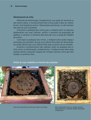 Manual Tecnológico56
Monitoramento do ninho
Diferente da alimentação complementar, que pode ser semanal ou
até mesmo diária, o monitoramento dos ninhos pode e deve ser realiza-
do em uma frequência menor. Observações quinzenais, ou até mensais,
são mais do que suﬁcientes.
É durante a avaliação dos ninhos que o meliponicultor se relaciona
diretamente com suas colônias, veriﬁca o tamanho da população de
abelhas, o número e o tamanho dos favos de cria e a saúde do trabalho
da rainha.
Com base na avaliação dos ninhos, o meliponicultor pode chegar à
conclusão, por exemplo, de que uma colônia fraca deve ser alimentada.
Ou então decidir que uma colônia forte está no ponto de ser dividida.
Durante o monitoramento das colônias, tanto na avaliação dos ni-
nhos como na alimentação complementar, o meliponicultor deve estar
sempre atento a possíveis ataques de inimigos naturais, tema que será
tratado no próximo item.
Ninhos de uruçu-nordestina no momento das avaliações
Ninho relativamente fraco, em estágio inicial de
desenvolvimento, o qual deve receber alimentação
complementar
Ninho bem desenvolvido, pronto para receber uma divisão
 