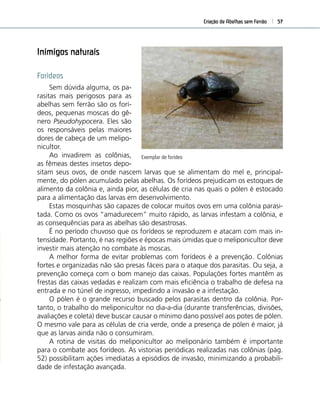 Criação de Abelhas sem Ferrão 57
Inimigos naturais
Forídeos
Sem dúvida alguma, os pa-
rasitas mais perigosos para as
abelhas sem ferrão são os forí-
deos, pequenas moscas do gê-
nero Pseudohypocera. Eles são
os responsáveis pelas maiores
dores de cabeça de um melipo-
nicultor.
Ao invadirem as colônias,
as fêmeas destes insetos depo-
sitam seus ovos, de onde nascem larvas que se alimentam do mel e, principal-
mente, do pólen acumulado pelas abelhas. Os forídeos prejudicam os estoques de
alimento da colônia e, ainda pior, as células de cria nas quais o pólen é estocado
para a alimentação das larvas em desenvolvimento.
Estas mosquinhas são capazes de colocar muitos ovos em uma colônia parasi-
tada. Como os ovos “amadurecem” muito rápido, as larvas infestam a colônia, e
as consequências para as abelhas são desastrosas.
É no período chuvoso que os forídeos se reproduzem e atacam com mais in-
tensidade. Portanto, é nas regiões e épocas mais úmidas que o meliponicultor deve
investir mais atenção no combate às moscas.
A melhor forma de evitar problemas com forídeos é a prevenção. Colônias
fortes e organizadas não são presas fáceis para o ataque dos parasitas. Ou seja, a
prevenção começa com o bom manejo das caixas. Populações fortes mantêm as
frestas das caixas vedadas e realizam com mais eﬁciência o trabalho de defesa na
entrada e no túnel de ingresso, impedindo a invasão e a infestação.
O pólen é o grande recurso buscado pelos parasitas dentro da colônia. Por-
tanto, o trabalho do meliponicultor no dia-a-dia (durante transferências, divisões,
avaliações e coleta) deve buscar causar o mínimo dano possível aos potes de pólen.
O mesmo vale para as células de cria verde, onde a presença de pólen é maior, já
que as larvas ainda não o consumiram.
A rotina de visitas do meliponicultor ao meliponário também é importante
para o combate aos forídeos. As vistorias periódicas realizadas nas colônias (pág.
52) possibilitam ações imediatas a episódios de invasão, minimizando a probabili-
dade de infestação avançada.
Exemplar de forídeo
 
