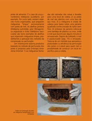 Manual Tecnológico68
Coleta com perfuração de potes
em melgueiras transportadas a um
entreposto
potes de alimento. É o caso da uruçu–
nordestina (Melipona scutellaris), por
exemplo. Por outro lado, existem espé-
cies muito organizadas, que preparam
melgueiras “limpas” exclusivamente
com potes de mel. As abelhas jandaíra
(Melipona subnitida), jataí (Tetragonis-
ca angustula) e tiúba (Melipona fasci-
culata) são bons exemplos de abelhas
que organizam melgueiras limpas, pos-
sibilitando a aplicação dos métodos de
compressão ou perfuração.
Um interessante sistema produtivo
baseado no método de perfuração dos
potes é proposto pela Embrapa Ama-
zônia Oriental: 1) as melgueiras fecha-
das são retiradas das caixas e levadas
para uma local de coleta; 2) os potes
de mel são abertos com uma faca de
aço inox; 3) a melgueira é virada de
cabeça para baixo sobre uma peneira
quadrada confeccionada de nylon bem
ﬁno; 4) embaixo da peneira coloca-se
uma bandeja de plástico ou inox, onde
o mel que escorre por alguns minutos é
armazenado. Depois de coletado, o mel
é pasteurizado (pág. 75) e envasado.
Trata-se de um método que aproveita a
praticidade e a eﬁciência da perfuração
dos potes e é viável para quem tem a
possibilidade de construir um local es-
pecíﬁco para a coleta.
 