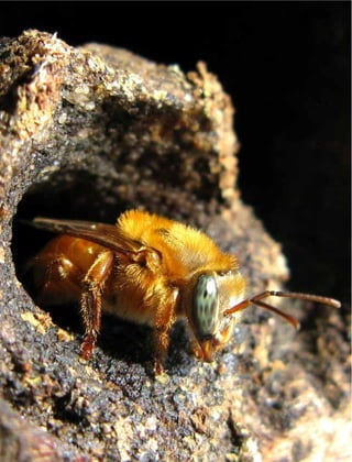 Manual Tecnológico84
Abelha Jandaíra (Melipona fulva) – Amazonas
 