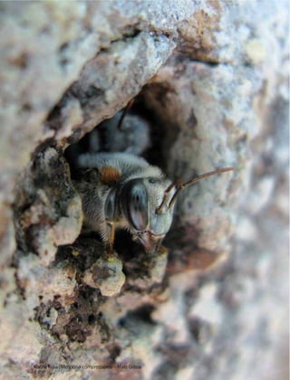 Manual Tecnológico88
Abelha Tiúba (Melipona compressipes) – Mato Grosso
 