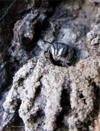 Manual Tecnológico92
Abelha Rajada (Melipona asilvae) – Mato Grosso
 