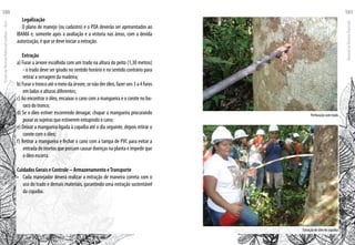 Legalização
O plano de manejo (ou cadastro) e o POA deverão ser apresentados ao
IBAMA e, somente após a avaliação e a vistoria nas áreas, com a devida
autorização, é que se deve iniciar a extração.
Extração
a) Furar a árvore escolhida com um trado na altura do peito (1,30 metros)
- o trado deve ser girado no sentido horário e no sentido contrário para
retirar a serragem da madeira;
b) Furar o tronco até o meio da árvore, se não der óleo, fazer uns 3 a 4 furos
em lados e alturas diferentes;
c) Ao encontrar o óleo, encaixar o cano com a mangueira e o corote no bu-
raco do tronco;
d) Se o óleo estiver escorrendo devagar, chupar a mangueira procurando
puxar as sujeiras que estiverem entupindo o cano;
e) Deixar a mangueira ligada à copaíba até o dia seguinte, depois retirar o
corote com o óleo;
f) Retirar a mangueira e fechar o cano com a tampa de PVC para evitar a
entrada de insetos que possam causar doenças na planta e impedir que
o óleo escorra.
Cuidados Gerais e Controle – Armazenamento eTransporte
•	 Cada manejador deverá realizar a extração de maneira correta com o
uso do trado e demais materiais, garantindo uma extração sustentável
da copaíba.
Perfuração com trado
Extração de óleo de copaíba
EscoladaFlorestaRobervalCardoso–Acre
180
ManualdoTécnicoFlorestal
181
 