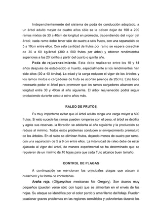 Independientemente del sistema de poda de conducción adoptado, a
un árbol adulto mayor de cuatro años sólo se le deben dejar de 100 a 200
ramos mixtos de 30 a 40cm de longitud en promedio, dependiendo del vigor del
árbol;
vigor de los árboles y
los ram
cada ramo debe tener sólo de cuatro a seis frutos, con una separación de
5 a 10cm entre ellos. Con esta cantidad de frutos por ramo se espera cosechar
de 30 a 60 kg/árbol (300 a 500 frutos por árbol) y obtener rendimientos
superiores a las 20 ton/ha a partir del cuarto o quinto año.
Poda de rejuvenecimiento. Esta debe realizarse entre los 10 y 14
años después de establecido el huerto, especialmente si los rendimientos han
sido altos (30 a 40 ton/ha). La edad y la carga reducen el
os mixtos o cargadores de fruta se acortan (menos de 20cm). Esto hace
necesario podar el árbol para promover que los ramos cargadores alcancen una
longitud entre 30 y 40cm al año siguiente. El árbol rejuvenecido podrá seguir
produciendo durante cinco a ocho años más.
RALEO DE FRUTOS
Es muy importante evitar que el árbol adulto tenga una carga mayor a 500
frutos. Si esto sucede las ramas pueden romperse con el peso, el árbol se debilita
y agota sus reservas, la flora siguiente y la producción se
reduce
ción se adelanta al año
al mínimo. Todos estos problemas conducen al envejecimiento prematuro
de los árboles. En el raleo se eliminan frutos, dejando menos de cuatro por ramo,
con una separación de 5 a 6 cm entre ellos. La intensidad de raleo debe de estar
ajustada al vigor del árbol, de manera experimental se ha determinado que se
requieren de un mínimo de 10 hojas para que cada fruto alcance buen tamaño.
CONTROL DE PLAGAS
A continuación se mencionan las principales plagas que atacan al
duraznero y la forma de controlarlas.
Araña roja, (Oligan egory). Son ácaros muy
peque
color pardo y amarillento del follaje. Pueden
ocasio
ychus mexicanas Me Gr
ños (pueden verse sólo con lupa) que se alimentan en el envés de las
hojas. Su ataque se identifica por el
nar graves problemas en las regiones semiáridas y polvorientas durante los
 
