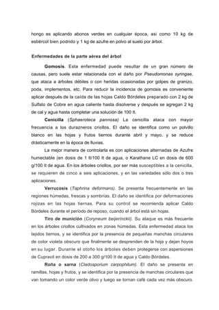 hongo es aplicando abonos verdes en cualquier época, asi como 10 kg de
estiércol bien podrido y 1 kg de azufre en polvo al suelo por árbol.
Enfermedades de la parte aérea del árbol
Gomosis. Esta enfermedad puede resultar de un gran número de
causas, pero suele estar relacionada con el daño por Pseudomonas syringae,
asionadas por golpes de granizo,
poda,
ril y mayo, y se reduce
drástic
os, por ser más susceptibles a la cenicilla,
se req
s hojas tiernas. Para su control se recomienda aplicar Caldo
Bórdel
circulares
de col
s obscuro.
que ataca a árboles débiles o con heridas oc
implementos, etc. Para reducir la incidencia de gomosis es conveniente
aplicar después de la caída de las hojas Caldo Bórdeles preparado con 2 kg de
Sulfato de Cobre en agua caliente hasta disolverse y después se agregan 2 kg
de cal y agua hasta completar una solución de 100 It.
Cenicilla (Sphaeroteca pannosa) La cenicilla ataca con mayor
frecuencia a los durazneros criollos. El daño se identifica como un polvillo
blanco en las hojas y frutos tiernos durante ab
amente en la época de lluvias.
La mejor manera de controlarla es con aplicaciones alternadas de Azufre
humectable (en dosis de 1 lt/100 It de agua, o Karathane LC en dosis de 600
g/100 It de agua. En los árboles crioll
uieren de cinco a seis aplicaciones, y en las variedades sólo dos o tres
aplicaciones.
Verrucosis (Taphrina deformans). Se presenta frecuentemente en las
regiones húmedas, frescas y sombrías. El daño se identifica por deformaciones
rojizas en la
es durante el período de reposo, cuando el árbol está sin hojas.
Tiro de munición (Coryneum beijerínckii). Su ataque es más frecuente
en los árboles criollos cultivados en zonas húmedas. Esta enfermedad ataca los
tejidos tiernos, y se identifica por la presencia de pequeñas manchas
or violeta obscuro que finalmente se desprenden de la hoja y dejan hoyos
en su lugar. Durante el otoño los árboles deben protegerse con aspersiones
de Cupravit en dosis de 200 a 300 g/100 It de agua y Caldo Bórdeles.
Roña o sarna (Cladosporium carpophilum). El daño se presenta en
ramillas, hojas y frutos, y se identifica por la presencia de manchas circulares que
van tomando un color verde olivo y luego se tornan café cada vez má
 