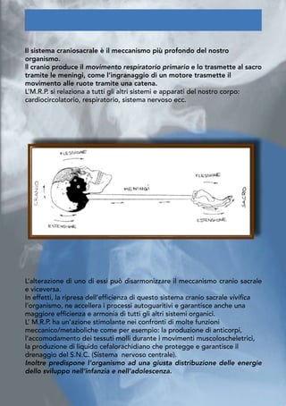 
Il sistema craniosacrale è il meccanismo più profondo del nostro
organismo.				
ll cranio produce il movimento respiratorio primario e lo trasmette al sacro
tramite le meningi, come l’ingranaggio di un motore trasmette il
movimento alle ruote tramite una catena.
L’M.R.P. si relaziona a tutti gli altri sistemi e apparati del nostro corpo:
cardiocircolatorio, respiratorio, sistema nervoso ecc.
L’alterazione di uno di essi può disarmonizzare il meccanismo cranio sacrale
e viceversa.
In effetti, la ripresa dell’efficienza di questo sistema cranio sacrale vivifica
l’organismo, ne accellera i processi autoguaritivi e garantisce anche una
maggiore efficienza e armonia di tutti gli altri sistemi organici.
L’ M.R.P. ha un’azione stimolante nei confronti di molte funzioni
meccanico/metaboliche come per esempio: la produzione di anticorpi,
l’accomodamento dei tessuti molli durante i movimenti muscoloscheletrici,
la produzione di liquido cefalorachidiano che protegge e garantisce il
drenaggio del S.N.C. (Sistema nervoso centrale).
Inoltre predispone l’organismo ad una giusta distribuzione delle energie
dello sviluppo nell’infanzia e nell’adolescenza.
 