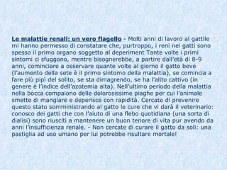 Le malattie renali: un vero flagello   - Molti anni di lavoro al gattile mi hanno permesso di constatare che, purtroppo, i reni nei gatti sono spesso il primo organo soggetto al deperiment Tante volte i primi sintomi ci sfuggono, mentre bisognerebbe, a partire dall’età di 8-9 anni, cominciare a osservare quante volte al giorno il gatto beve (l’aumento della sete è il primo sintomo della malattia), se comincia a fare più pipì del solito, se sta dimagrendo, se ha l’alito cattivo (in genere è l’indice dell’azotemia alta). Nell’ultimo periodo della malattia nella bocca compaiono delle dolorosissime piaghe per cui l’animale smette di mangiare e deperisce con rapidità. Cercate di prevenire questo stato somministrando al gatto le cure che vi darà il veterinario: conosco dei gatti che con l’aiuto di una flebo quotidiana (una sorta di dialisi) sono riusciti a mantenere un buon tenore di vita pur avendo da anni l’insufficienza renale. - Non cercate di curare il gatto da soli: una pastiglia ad uso umano per lui potrebbe risultare mortale!  