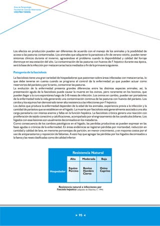 Los efectos en producción pueden ser diferentes de acuerdo con el manejo de los animales y la posibilidad de 
acceso a las pasturas contaminadas. Los animales que adquieren la parasitosis a fin de verano-otoño, pueden tener 
síntomas clínicos durante el invierno, agravándose el problema cuando la disponibilidad y calidad del forraje 
disminuye en esa estación del año. La contaminación de las pasturas con huevos de F. hepatica durante esa época, 
será la base de la infección por metacercarias hacia mediados o fin de la primavera siguiente. 
Patogenia de la fasciolosis 
La fasciolosis tiene una gran variedad de hospedadores que pastorean sobre áreas infectadas con metacercarias, lo 
que debe tenerse en cuenta cuando se programa el control de la enfermedad ya que pueden actuar como 
reservorios del parásito y por lo tanto, contaminar las pasturas. 
La evolución de la enfermedad presenta grandes diferencias entre las distintas especies animales; así, la 
presentación aguda de la fasciolosis puede causar la muerte en los ovinos, pero raramente en los bovinos, que 
pueden llegar a la cura espontánea luego de 5-8 meses de infección. Los ovinos en cambio, pueden ser portadores 
de la enfermedad toda la vida generando una contaminación continua de las pasturas con huevos del parásito. Los 
cerdos y los equinos han demostrado tener alta resistencia a las infecciones por F. hepatica. 
Los daños que produce la enfermedad dependen de la edad de los animales, experiencia previa a la infección y la 
cantidad de parásitos que se establecen en el hígado. La muerte por fasciolosis está generalmente asociada a una alta 
carga parasitaria con intensa anemia y fallas en la función hepática. La fasciolosis crónica genera una reacción con 
proliferación de tejido conectivo y calcificaciones, acompañado por el engrosamiento de los canalículos biliares. Los 
hígados con esas lesiones son usualmente decomisados en los mataderos. 
Como consecuencia de los cambios patológicos en el hígado, las perdidas productivas se pueden expresar en las 
fases agudas o crónicas de la enfermedad. En áreas endémicas se registran pérdidas por mortandad, reducción en 
cantidad y calidad de lana, en menores porcentajes de parición, en menor crecimiento, y en mayores costos por el 
uso de antiparasitarios y reposición de faltantes. A esto hay que agregar las pérdidas por los hígados decomisados a 
la faena y las reses clasificadas como de calidad inferior. 
Alta Moderada Baja 
95 
Area de Parasitología 
Facultad de Ciencias Veterinarias 
UNCPBA TANDIL 
Resistencia Natural 
Hospedador 
Equino 
Porcino 
Bovino 
Hombre 
Ciervo 
Ovino 
Caprino 
Resistencia natural a infecciones por 
Fasciola hepatica (adaptado de Olaechea, F., 1994) 
 