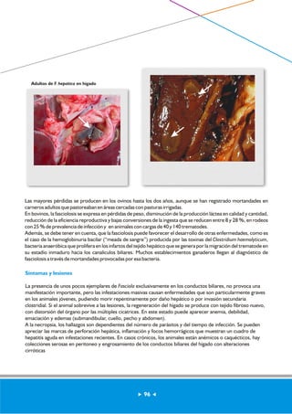 Las mayores pérdidas se producen en los ovinos hasta los dos años, aunque se han registrado mortandades en 
carneros adultos que pastoreaban en áreas cercadas con pasturas irrigadas. 
En bovinos, la fasciolosis se expresa en pérdidas de peso, disminución de la producción láctea en calidad y cantidad, 
reducción de la eficiencia reproductiva y bajas conversiones de la ingesta que se reducen entre 8 y 28 %, en rodeos 
con 25 % de prevalencia de infección y en animales con cargas de 40 y 140 trematodes. 
Además, se debe tener en cuenta, que la fasciolosis puede favorecer el desarrollo de otras enfermedades, como es 
el caso de la hemoglobinuria bacilar (“meada de sangre”) producida por las toxinas del Clostridium haemolyticum, 
bacteria anaeróbica que prolifera en los infartos del tejido hepático que se genera por la migración del trematode en 
su estadío inmaduro hacia los canalículos biliares. Muchos establecimientos ganaderos llegan al diagnóstico de 
fasciolosis a través de mortandades provocadas por esa bacteria. 
Síntomas y lesiones 
La presencia de unos pocos ejemplares de Fasciola exclusivamente en los conductos biliares, no provoca una 
manifestación importante, pero las infestaciones masivas causan enfermedades que son particularmente graves 
en los animales jóvenes, pudiendo morir repentinamente por daño hepático o por invasión secundaria 
clostridial. Si el animal sobrevive a las lesiones, la regeneración del hígado se produce con tejido fibroso nuevo, 
con distorsión del órgano por las múltiples cicatrices. En este estado puede aparecer anemia, debilidad, 
emaciación y edemas (submandibular, cuello, pecho y abdomen). 
A la necropsia, los hallazgos son dependientes del número de parásitos y del tiempo de infección. Se pueden 
apreciar las marcas de perforación hepática, inflamación y focos hemorrágicos que muestran un cuadro de 
hepatitis aguda en infestaciones recientes. En casos crónicos, los animales están anémicos o caquécticos, hay 
colecciones serosas en peritoneo y engrosamiento de los conductos biliares del hígado con alteraciones 
cirróticas 
96 
Adultos de F. hepatica en hígado 
 