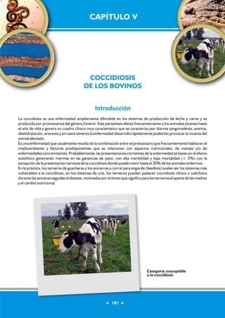 CAPÍTULO V 
COCCIDIOSIS 
DE LOS BOVINOS 
Introducción 
La coccidiosis es una enfermedad ampliamente difundida en los sistemas de producción de leche y carne y es 
producida por protozoarios del género Eimeria. Esta parasitosis afecta frecuentemente a los animales jóvenes hasta 
el año de vida y genera un cuadro clínico muy característico que se caracteriza por diarrea sanguinolenta, anemia, 
deshidratación, anorexia y en casos severos la enfermedad desarrolla rápidamente pudiendo provocar la muerte del 
animal afectado. 
Es una enfermedad que usualmente resulta de la combinación entre el protozoario que frecuentemente habita en el 
medioambiente y factores predisponentes que se relacionan con aspectos nutricionales, de manejo y/o de 
enfermedades concomitantes. Probablemente, las presentaciones corrientes de la enfermedad se basan en el efecto 
subclínico generando mermas en las ganancias de peso, con alta morbilidad y baja mortalidad (< 5%) con la 
excepción de la presentación nerviosa de la coccidiosis donde puede morir hasta el 30% de los animales enfermos. 
En la práctica, los terneros de guacheras y los encierres a corral para engorde (feedlots) suelen ser los sistemas más 
vulnerables a la coccidiosis; en los sistemas de cría, los terneros pueden padecer coccidiosis clínica o subclínica 
durante las semanas seguidas al destete, motivadas por el stress que significa para los terneros el aparte de las madres 
y el cambio nutricional 
Categoría susceptible 
a la coccidiosis 
101 
 