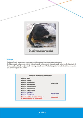 Diarrea intensa con mucus y rastros 
de sangre causada por la coccidiosis 
Etiología 
El género Eimeria presenta una importante cantidad de especies entre las que se encuentran: 
E. alabamensis, E. auburnensis, E. bovis, E. brasiliensis, E. bukidnonensis, E. canadensis, E. cylindrica, E. ellipsoidalis, E. 
illinoisensis, E. pellita, E. subspherica, E. wyomingensis y E. zuernii. Todas las especies han sido descriptas en nuestro 
país con la excepción de E. pellita. 
Especies de Eimeria en bovinos 
Eimeria bovis 
Eimeria zuernii 
Eimeria ellipsoidalis 
Eimeria auburnensis 
Eimeria bukidnonensis 
Eimeria alabamensis 
Eimeria subspherica 
Eimeria cylindrica 
Eimeria brasiliensis 
Eimeria pellita - E. canadensis, 
E. wyomingensis, E. illinoisensis 
Nuñez, 1989 
Sanchez, 2001 
(no descritas) 
102 
 