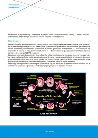 Las especies más patógenas y causantes de la mayoría de los casos clínicos son E. bovis y E. zuernii, aunque E. 
alabamensis, E. ellipsoidalis y E. auburnensis han sido asociadas a casos de diarrea. 
Ciclo de vida 
La infección de los terneros se produce cuando ingieren los ooquistes maduros que se encuentran en el ambiente. 
En el intestino delgado se produce la liberación de los esporocistos y desde ellos los esporozoítos que invaden las 
células intestinales para desarrollar y componer la primera generación de esquizontes. La maduración de los 
esquizontes de E. bovis se produce aproximadamente en 14 días, momento en que alcanzan un tamaño de 300 um y 
contienen alrededor de 120.000 merozoítos. 
La segunda generación de esquizontes desarrolla en las células epiteliales de las criptas del ciego y primera porción 
del colon, maduran en 2 días, miden aproximadamente 10 micras y contienen alrededor de 30 merozoítos. Los micro 
y macrogamontes desarrollan en la misma porción del intestino grueso hallándose en las células epiteliales en las 
profundidades de las criptas, cerca de la lámina propia. El ciclo de E. zuernii es similar al anterior. 
Los micro y macrogamontes se fusionan para conformar el ooquiste inmaduro, que es expulsado al ambiente con la 
materia fecal para iniciar el proceso de maduración (esporogónica) hacia el estadío infectivo. 
Ooquiste 
No esporulado 
(no infeccioso) 
Ooquiste 
esporulado 
(infeccioso) 
Ooquistes 
ingeridos 
Descapsulación 
Ooquiste libera 
esporocistos 
Esporocistos 
liberan 
esporozoítos 
Eesporozoítos 
invaden células 
intestinales 
Eimeria - Ciclo de vida 
Trofozoítos 
gametos Ciclo re-infectivo 
Esquizontes 
Merozoítos 
liberados del Esquizonte 
Ooquistes 
eliminados en 
Materia fecal 
Ooquistes 
inmaduros 
FASE ASEXUADA 
Macro y micro 
FASE 
SEXUAL 
Esporulación 
Ocurre fuera del huesped y 
requiere varios días (Tº y O ) 2 
103 
Area de Parasitología 
Facultad de Ciencias Veterinarias 
UNCPBA TANDIL 
 