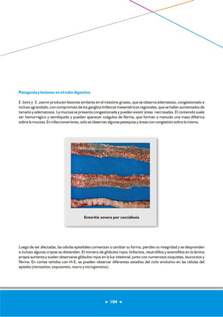 Patogenia y lesiones en el tubo digestivo 
E. bovis y E. zuernii producen lesiones similares en el intestino grueso, que se observa edematoso, congestionado e 
incluso agrandado, con compromiso de los ganglios linfáticos mesentéricos regionales, que se hallan aumentados de 
tamaño y edematosos. La mucosa se presenta congestionada y pueden existir áreas necrosadas. El contenido suele 
ser hemorrágico y semilíquido y pueden aparecer coágulos de fibrina, que forman a menudo una masa diftérica 
sobre la mucosa. En infecciones leves, solo se observan algunas petequias y áreas con congestión sobre la misma. 
Enteritis severa por coccidiosis 
Luego de ser afectadas, las células epiteliales comienzan a cambiar su forma, pierden su integridad y se desprenden 
e incluso algunas criptas se distienden. El número de glóbulos rojos, linfocitos, neutrófilos y eosinófilos en la lámina 
propia aumenta y suelen observarse glóbulos rojos en la luz intestinal, junto con numerosos ooquistes, leucocitos y 
fibrina. En cortes teñidos con H-E, se pueden observar diferentes estadíos del ciclo evolutivo en las células del 
epitelio (merozoítos, esquizontes, macro y microgametos). 
104 
 