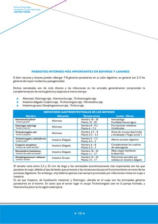Area de Parasitología 
Facultad de Ciencias Veterinarias 
UNCPBA TANDIL 
PARÁSITOS INTERNOS MÁS IMPORTANTES EN BOVINOS Y LANARES 
Si bien vacunos y lanares pueden albergar 7-8 géneros parasitarios en su tubo digestivo, en general son 2-3 los 
géneros de mayor incidencia y patogenicidad. 
Dichos nematodes son de ciclo directo y las infecciones en los animales generalmente comprenden la 
complementación de varios géneros y especies al mismo tiempo: 
Abomaso: Ostertagia spp., Haemonchus spp., Trichostrongylus spp. 
? Intestino delgado: Cooperia spp., Trichostrongylus spp., Nematodirus spp. 
? Intestino grueso: Oesophagostomum spp., Trichuris spp. 
NEMATODES GASTROINTESTINALES DE LOS BOVINOS 
Nombre Ubicación Tamaño (mm) Lesión / Efecto 
Haemonchus placei 
“lombriz grande” 
Ostertagia ostertagi 
“lombriz marrón” 
Trichostrongylus axei 
“lombriz pequeña 
Trichostrongylus colubriformis 
“lombriz pelo” 
Cooperia oncophora 
“lombriz de cuello estriado” 
Nematodirus helvetianus 
“lombriz de cuello enroscado” 
Oesophagostomum radiatum 
“lombriz nodular” 
Abomaso 
Abomaso 
Abomaso 
Intestino Delgado 
Intestino Delgado 
Intestino Delgado 
Intestino Grueso 
Hembra 18 - 30 
Macho 10 - 20 
Hembra 8 - 9.2 
Macho 6 - 7.5 
Hembra 3.5 - 8 
Macho 2.5 - 3.5 
Hembra 5 - 7.2 
Macho 4.5 - 5 
Hembra 6 - 8 
Macho 5.5 - 7 
Hembra 18 - 25 
Macho 11 - 17 
Hembra 16 - 22 
Macho 14 - 17 
Hematófago 
Puntillado hemorrágico 
Formaciones nodulares 
Umbilicadas 
Áreas de mucosa deprimidas 
y localizadas (“finger prints”) 
Alteran proceso digestivo 
Complementan los cuadros 
de ostertagiosis 
Altas cargas interfieren 
la absorción 
Decomisos parciales por 
nódulos en intestino delgado 
El tamaño varía entre 2,5 y 25 mm de largo y los nematodes económicamente más importantes son los que 
parasitan el cuajo, debido al tipo de lesión que provocan y las consecuencias para el funcionamiento correcto de los 
procesos digestivos. Sin embargo, el problema aparece casi siempre provocado por infecciones mixtas en cuajo e 
intestino. 
Es así que Cooperia, de localización intestinal, y Ostertagia, ubicada en el cuajo son los principales géneros 
parasitarios en el bovino. En tanto que el tercer lugar lo ocupa Trichostrongylus axei en la pampa húmeda, y 
Haemonchus placei en la región subtropical. 
13 
 