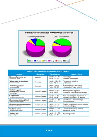 DISTRIBUCIÓN DE GÉNEROS PARASITARIOS EN BOVINOS 
Clima templado cálido Clima templado frío 
Oste Haem Trich Coop Nema Oeso 
NEMATODES GASTROINTESTINALES DE LOS OVINOS 
Nombre Ubicación Tamaño (mm) Lesión / Efecto 
Haemonchus contortus 
“lombriz roja grande 
Teladorsagia circumcincta 
“lombriz marrón” 
Trichostrongylus axei 
“lombriz pequeña” 
Trichostrongylus 
colubriformis / vitrinus 
“diarrea negra” 
Cooperia spp. 
“lombriz de cuello estriado” 
Nematodirus battus/ filicollis 
“lombriz de cuello delgado” 
Oesophagostomum venulosum 
“lombriz toneliforme” 
Abomaso 
Abomaso 
Abomaso 
Intestino Delgado 
Intestino Delgado 
Intestino Delgado 
Intestino Grueso 
Hembra 18 - 30 
Macho 10 - 20 
Hembra 9.8 – 12.2 
Macho 7.5 – 8.5 
Hembra 3.5 - 8 
Macho 2.5 - 3.5 
Hembra 5 - 7.2 
Macho 4.5 - 5 
Hembra 6 – 6.5 
Macho 4.5 - 6 
Hembra 15 – 24 
Macho 10 - 17 
Hembra 16 - 24 
Macho 10 - 18 
Hematófago 
Puntillado hemorrágico 
Formaciones nodulares 
Umbilicadas 
Áreas de mucosa deprimidas 
y localizadas (“finger prints”) 
Alteran proceso digestivo. 
En invierno cuadros de diarrea negra 
Poco frecuente pero importante en 
pastoreo combinado con bovinos 
Contribuyen a la diarrea negra 
de T. colubriformis 
Estadíos inmaduros producen nódulos 
en intestino delgado 
Chabertia ovina 
“lombriz de boca grande” 
Trichuris ovis 
“gusano látigo” 
Intestino Grueso 
Intestino Grueso 
Hembra 17 – 20 
Macho 13 - 14 
Hembra 35 – 70 
Macho 50 - 80 
Lesiones en mucosa y eventual 
diarrea con sangre 
Baja patogenicidad 
14 
 
