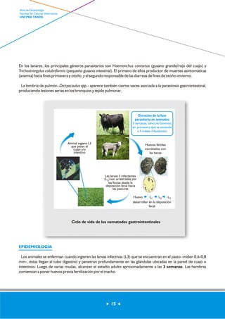 En los lanares, los principales géneros parasitarios son Haemonchus contortus (gusano grande/rojo del cuajo) y 
Trichostrongylus colubriformis (pequeño gusano intestinal). El primero de ellos productor de muertes asintomáticas 
(anemia) hacia fines primavera y otoño, y el segundo responsable de las diarreas de fines de otoño-invierno. 
La lombriz de pulmón -Dictyocaulus spp.- aparece también ciertas veces asociada a la parasitosis gastrointestinal, 
produciendo lesiones serias en los bronquios y tejido pulmonar. 
Duración de la fase 
parasitaria en animales: 
3 semanas, salvo (en bovinos) 
en primavera que se extiende 
a 4 meses (Hipobiosis) 
Huevos fértiles 
excretados con 
las heces 
Las larvas 3 infectantes 
(L3) son arrastradas por 
las lluvias desde la 
deposición fecal hacia 
Huevo L1 L2 L3 
desarrollan en la deposición 
fecal 
las pasturas 
Animal ingiere L3 
que pasan al 
cuajo y/o 
intestino 
Ciclo de vida de los nematodes gastrointestinales 
EPIDEMIOLOGÍA 
Los animales se enferman cuando ingieren las larvas infectivas (L3) que se encuentran en el pasto -miden 0,6-0,8 
mm-, éstas llegan al tubo digestivo y penetran profundamente en las glándulas ubicadas en la pared de cuajo e 
intestinos. Luego de varias mudas, alcanzan el estadío adulto aproximadamente a las 3 semanas. Las hembras 
comienzan a poner huevos previa fertilización por el macho. 
15 
Area de Parasitología 
Facultad de Ciencias Veterinarias 
UNCPBA TANDIL 
 