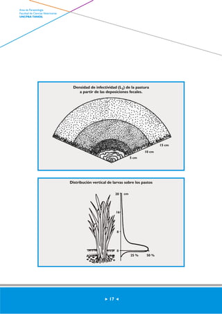 Densidad de infectividad (L3) de la pastura 
a partir de las deposiciones fecales. 
5 cm 
10 cm 
15 cm 
Distribución vertical de larvas sobre los pastos 
25 % 50 % 
20 cm 
16 
8 
0 
17 
Area de Parasitología 
Facultad de Ciencias Veterinarias 
UNCPBA TANDIL 
 