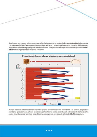 Los huevos son transportados con la materia fecal a las pasturas, provocando la contaminación de las mismas. 
Los huevos en la "bosta" evolucionan hasta dar lugar a la larva 1, que rompe la estructura externa del huevo para 
llegar a larva infectiva luego de algunas transformaciones. Este proceso se cumple en un período que varía entre 2 
y 6 semanas dependiendo si es verano o invierno 
Evolución de huevo a larva infectante en materia fecal 
0 
J 
S 
N 
95 
94 
96 
97 
E 
M 
M 
J 
S 
N 
E 
M 
M 
J 
S 
N 
E 
M 
M 
J 
1 2 3 4 5 6 7 
SN 
98 E 
MM 
r: -0.93 
0 5 10 15 20 25 
Semanas Temperatura 
31 
Aunque las larvas infectivas tienen movilidad propia, la transmisión más importante a la pastura, se produce 
cuando las gotas de lluvia golpean la costra superficial de las bostas ablandándola y trasladando las larvas a los 
pastos circundantes por las micro-gotas del spray que se genera, provocando la infectividad de las pasturas 
16 
 