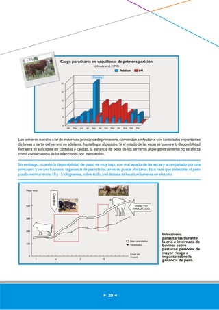 Carga parasitaria en vaquillonas de primera parición 
(Almada et.al., 1990) 
Abr May Jun Jul Ago Set Oct Nov Dic Ene Feb Mar 
25 
20 
15 
10 
5 
Los terneros nacidos a fin de invierno o principios de primavera, comienzan a infectarse con cantidades importantes 
de larvas a partir del verano en adelante, hasta llegar al destete. Si el estado de las vacas es bueno y la disponibilidad 
forrajera es suficiente en cantidad y calidad, la ganancia de peso de los terneros al pie generalmente no se afecta 
como consecuencia de las infecciones por nematodes. 
Sin embargo, cuando la disponibilidad de pasto es muy baja, con mal estado de las vacas y acompañado por una 
primavera y verano lluviosos, la ganancia de peso de los terneros puede afectarse. Esto hace que al destete, el peso 
pueda mermar entre 10 y 15 kilogramos, sobre todo, si el destete se hace tardíamente en el otoño. 
20 
0 
Parición 
Adultos L4I 
Infecciones 
parasitarias durante 
la cría e invernada de 
bovinos sobre 
pasturas: períodos de 
mayor riesgo e 
impacto sobre la 
ganancia de peso. 
400 
300 
200 
100 
0 
1 6 12 18 
Bien controlados 
Parasitados 
Edad en 
meses 
Peso vivo 
Destete 
IMPACTO 
PARASITARIO 
 